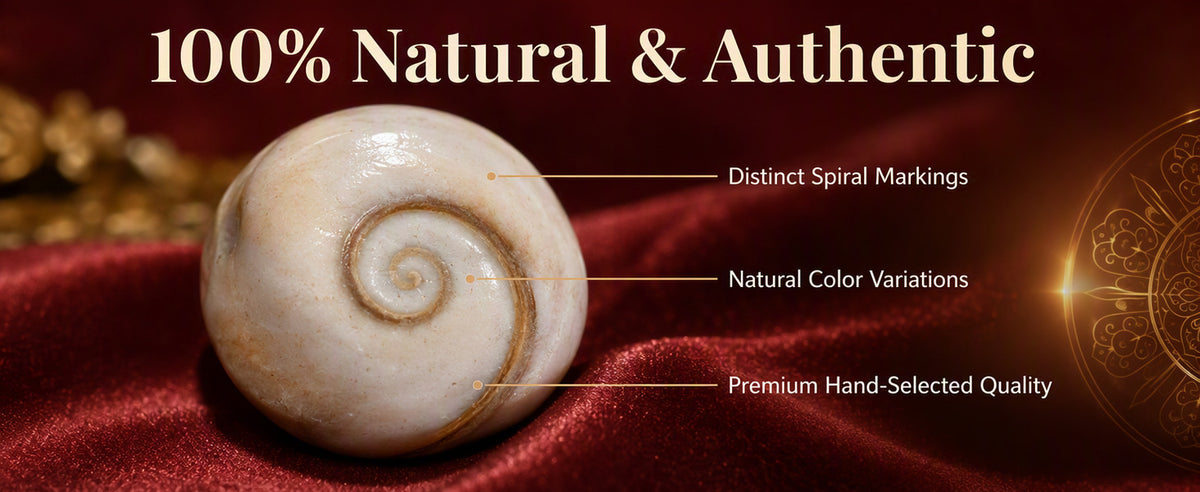 Gomti Chakra Set for Pooja, Festive Arrangements, and Decorative Display – 21 Pieces