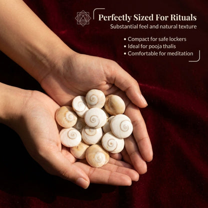 Gomti Chakra Set for Pooja, Festive Arrangements, and Decorative Display – 21 Pieces
